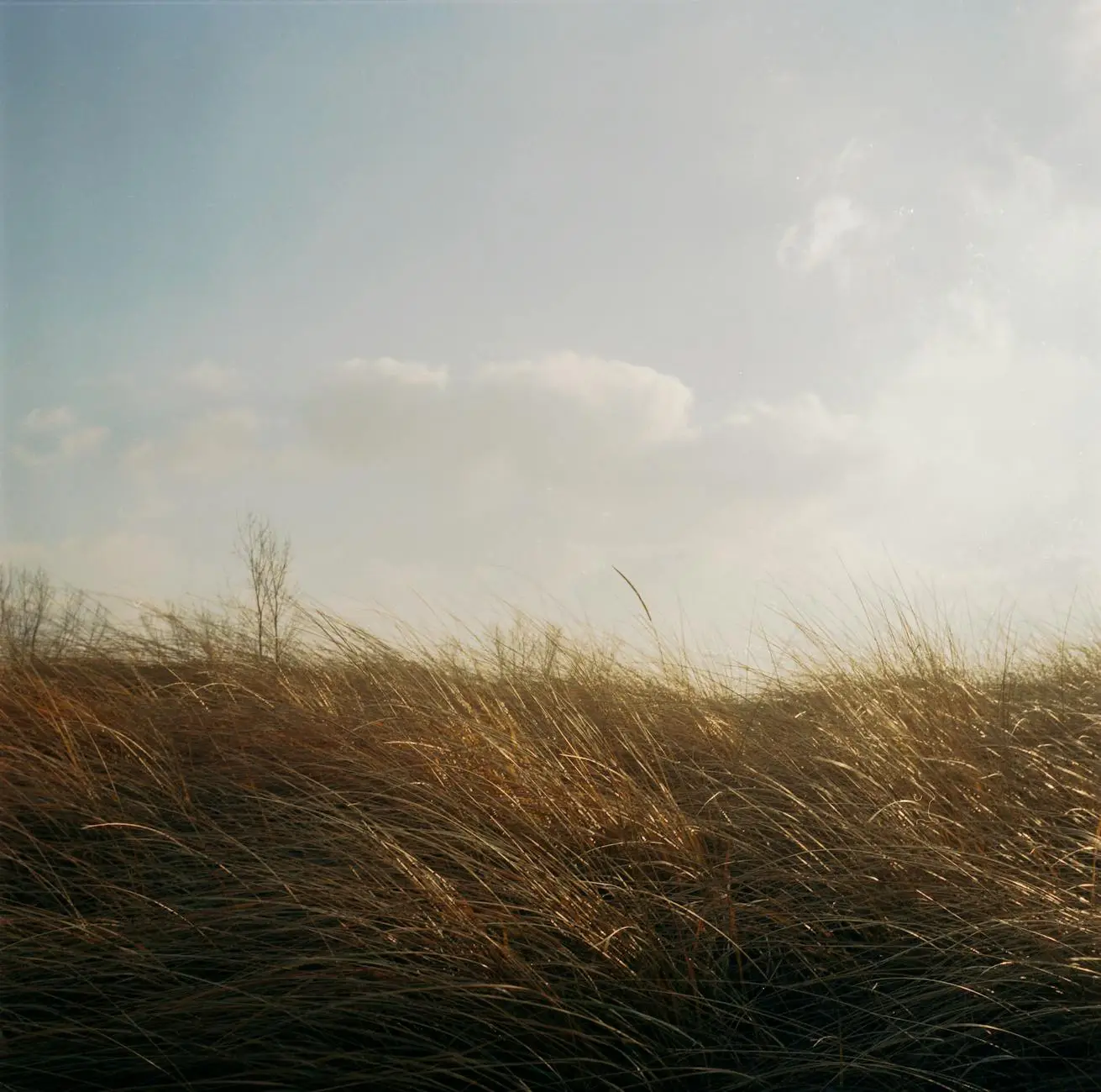 photo of grassland